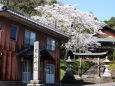 日吉神社の桜