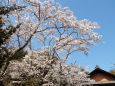 日吉神社の桜
