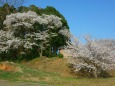 丹生神社の桜