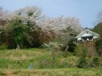 里山の桜