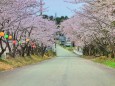 ちはやふるの桜坂