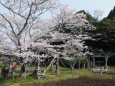 八幡神社の桜