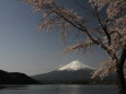 富士山に桜