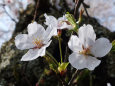 八幡神社の桜