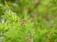 モミジの花