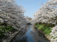 桜の季節(川面)2018