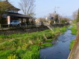 湯布院温泉春の小川