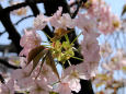 造幣局の桜・山越紫