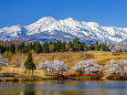 松ヶ峯周辺の桜と妙高山