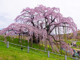 三春の滝桜