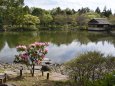 石楠花咲く日本庭園