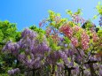 春日大社神苑の藤の花