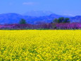 一面の菜の花と飯綱山