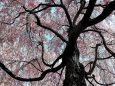 山王島の大枝垂れ桜