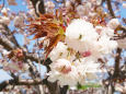 桜は散り際が美しい花