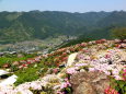 星の金山花公園の花風景