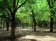 木漏れ日の芦花公園