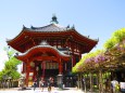 奈良興福寺南円堂と藤の花