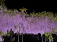 竹鼻別院の藤の花