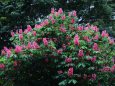 隅田川河畔の紅花トチノキ