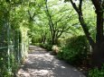 神田川沿いの遊歩道