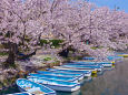 弘前公園 西濠の桜