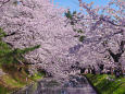 弘前公園 外濠の桜