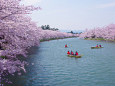 弘前公園 西濠と桜並木