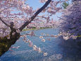 弘前公園 西濠と桜