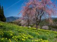 伊奈川地区大野の福寿草