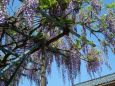 青空と藤の花