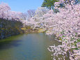 弘前公園 中濠の桜