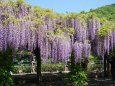 全開の藤の花