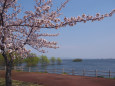 津軽富士見湖の桜