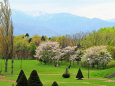 桜満開の森林公園