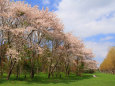 桜満開の森林公園 2