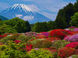 富士山とつつじ