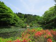 初夏の緑・六甲高山植物園