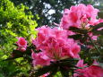 シャクナゲの花、山のお寺で