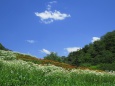 カモミールの花咲く風の丘