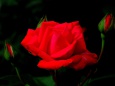 美しく咲く真紅の薔薇