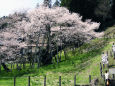 臥龍桜