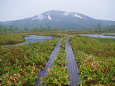 雨の尾瀬ヶ原 