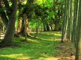 苔と竹林の道