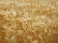 刈取り前の大麦