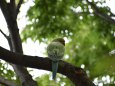 ワカケホンセイインコ野生化中