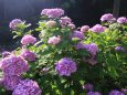 千光寺の紫陽花