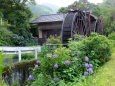 紫陽花が咲いている水車小屋