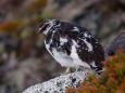 常念岳の雄雷鳥