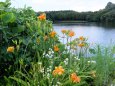 岸辺に花が咲く県境の湖